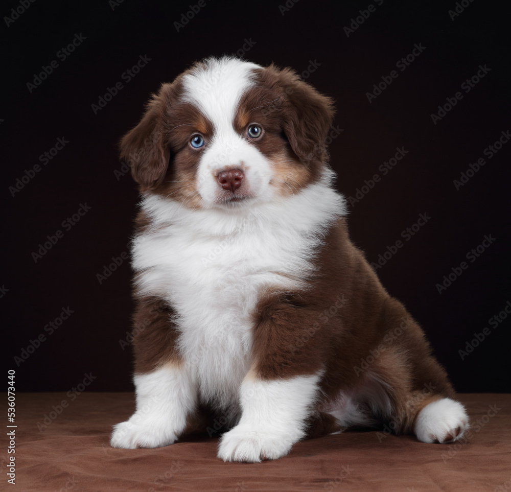 Cute fluffy miniature american shepherd puppy