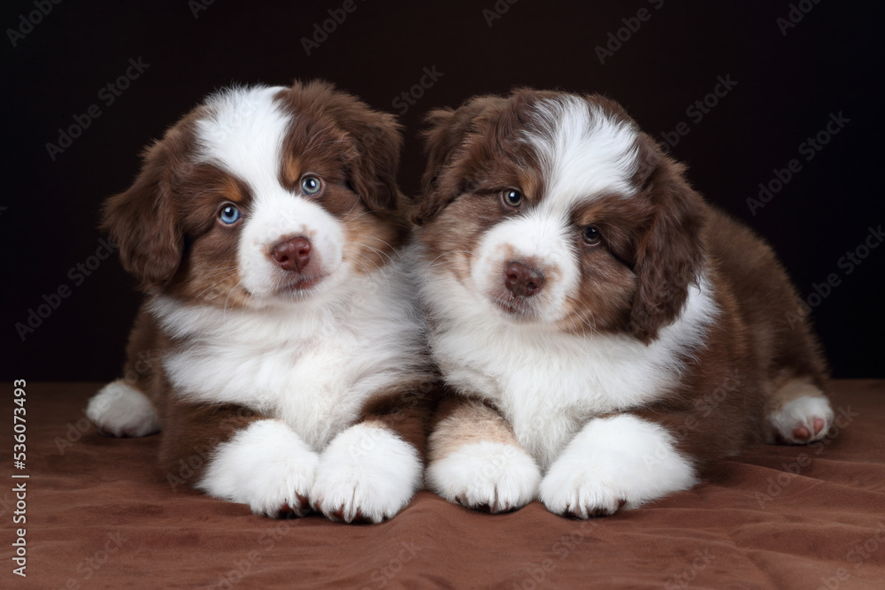 Two cute fluffy miniature american shepherd puppies