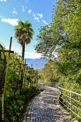 Meran  Weinberge  Spazierweg  Tappeinerweg  Aussicht  Panoramaweg  Dorf Tirol  Altstadt  Vinschgau  Etschtal  S  dtirol  Herbst  Herbstsonne  Italien