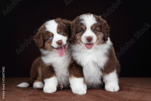 Two cute fluffy miniature american shepherd puppies