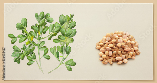 Methi (Fenugreek). Botanical illustration on white paper. The best medicinal plants, their effects and contraindications. Natural medicine. Plant properties