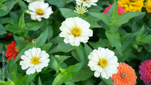 Multicolored chrysanthemum or gerbera flowers in summer garden