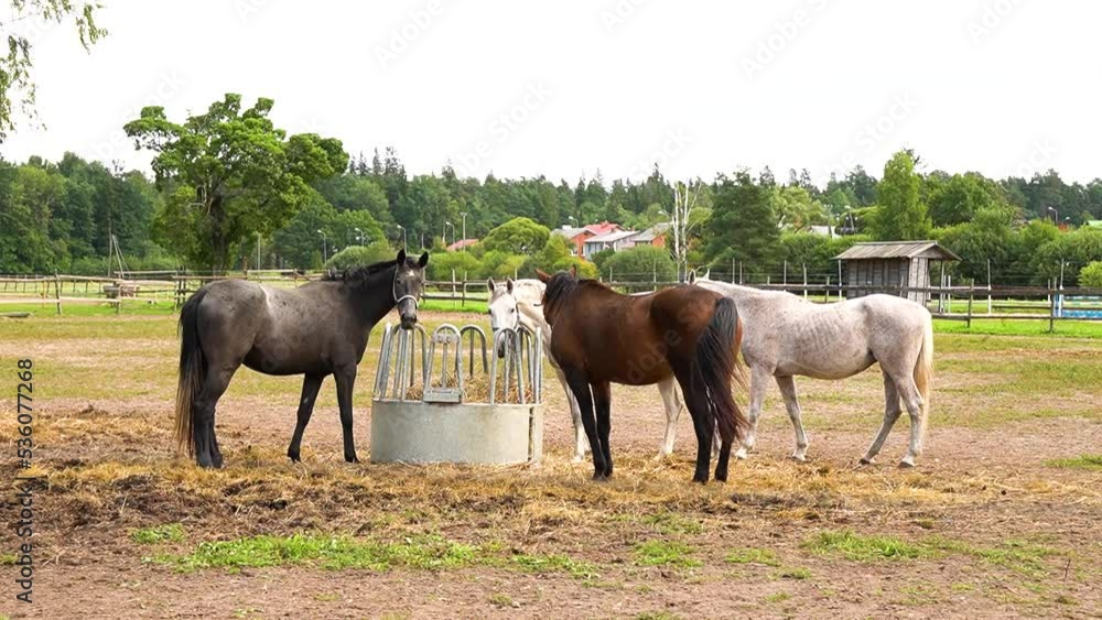 three Horses Eating Pasture Grass three Horses Eating Pasture Grass