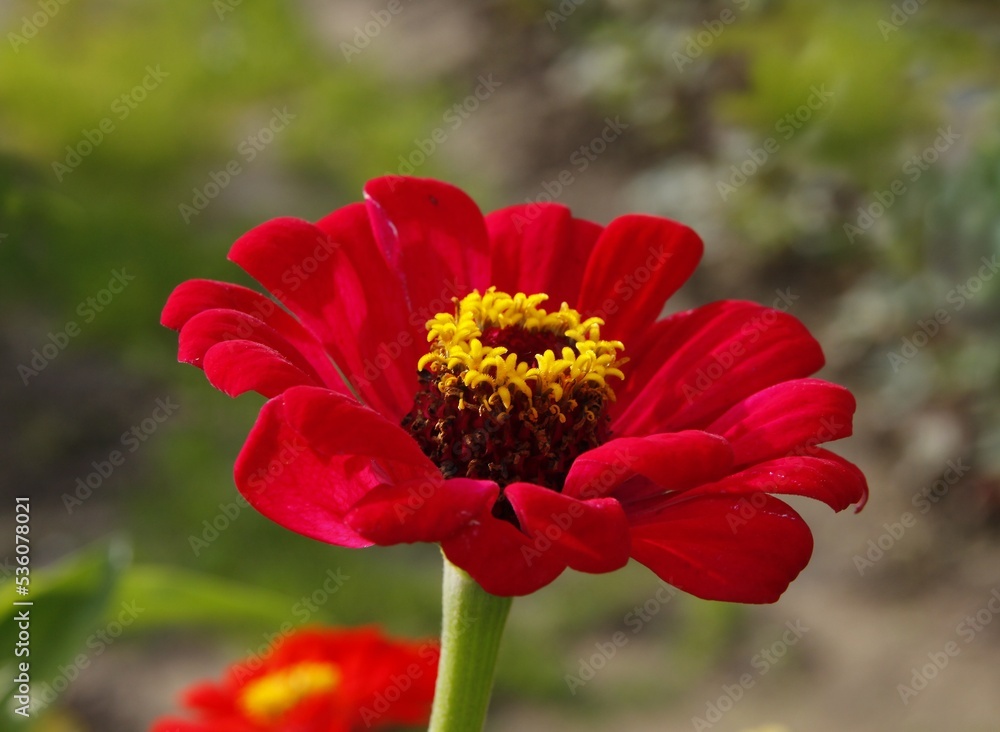 pretty red zinnia in the garden close up pretty red zinnia in the garden close up