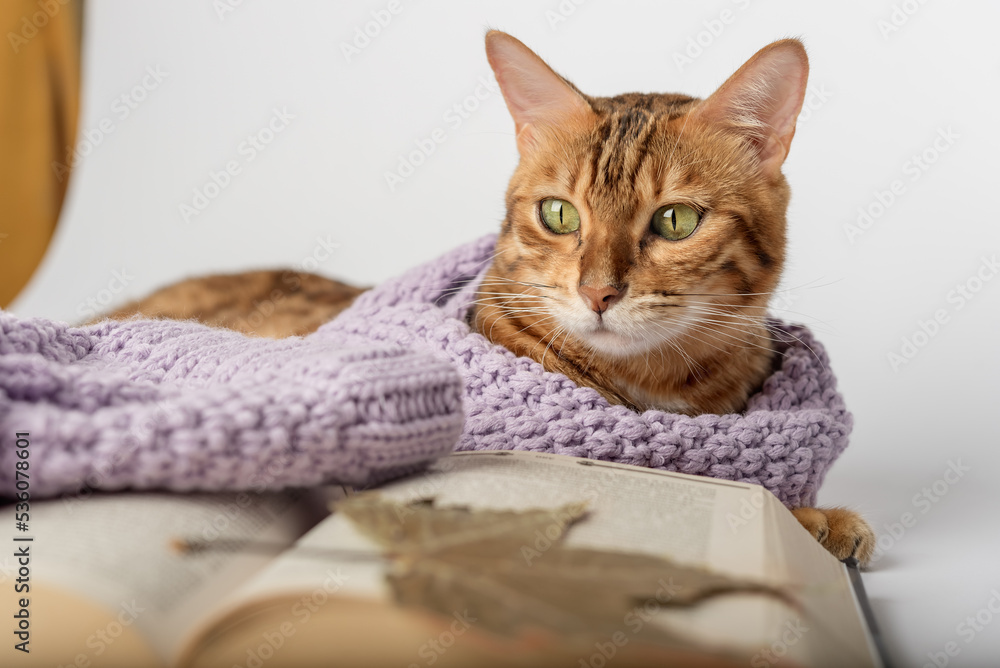 Obraz premium Bengal cat in a scarf with a book and dry leaves on a white background.