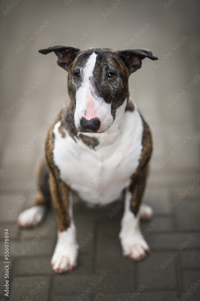brown old bull terrier dog portrait outdoors