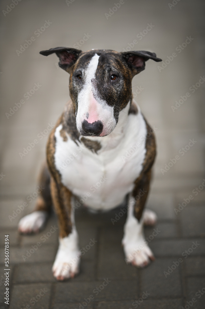 brown old bull terrier dog portrait outdoors brown old bull terrier dog portrait outdoors
