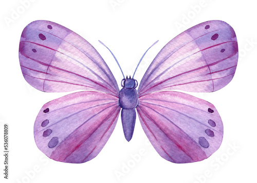 Beautiful pink butterfly isolated on a white background. Hand painted Watercolor design © Hanna