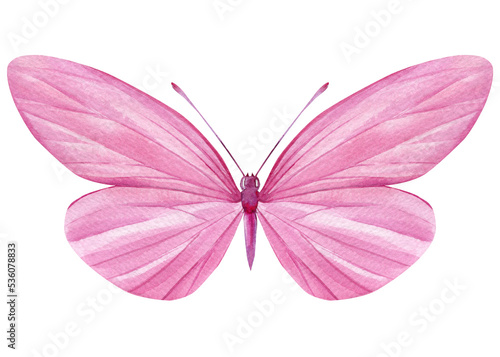 Beautiful pink butterfly isolated on a white background. Hand painted Watercolor design © Hanna