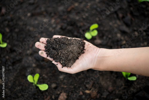 Obraz na plátne farmer hands holding soil organic