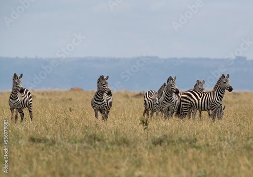 Zebras on high alert seeing a predator nearby  Masai Mara