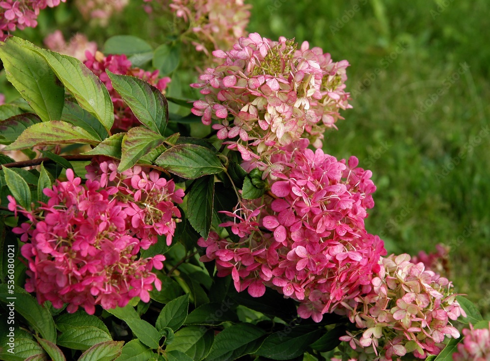Fototapeta premium red,pink or white colorful flowers of hydrangea bush at autumn