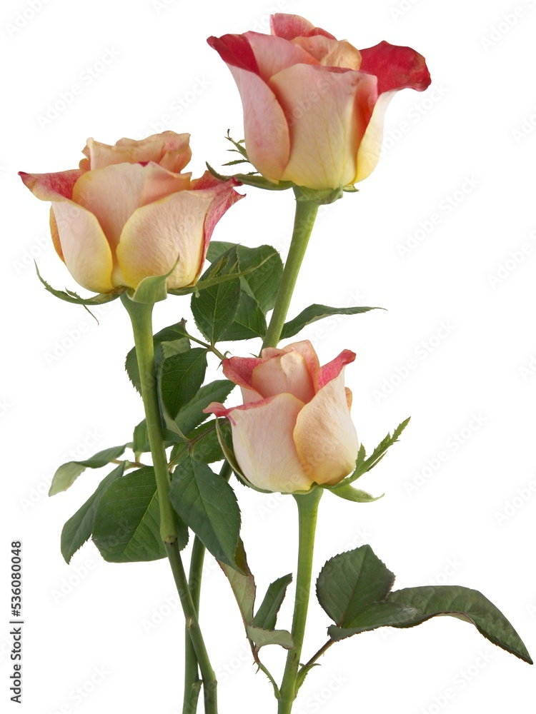 pretty pink and yellow roses isolated close up pretty pink and yellow roses isolated close up