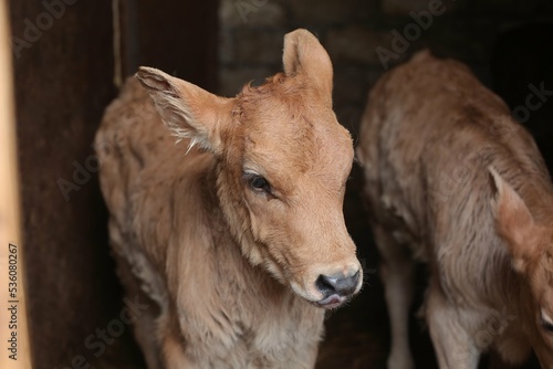 A small newborn calf a few days old. Farm animals.