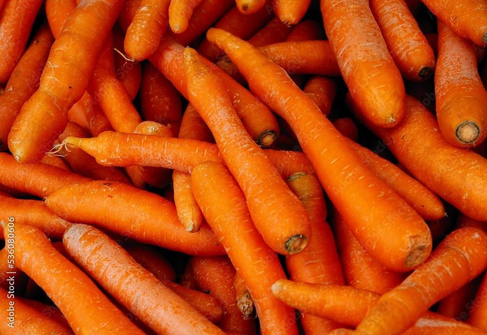 orange,juicy roots of carrot vegetable close up orange,juicy roots of carrot vegetable close up