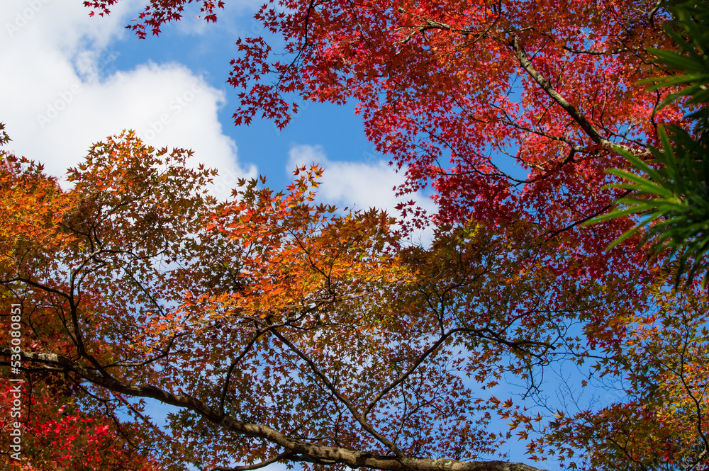 大威徳寺（大阪府岸和田市）の秋風景