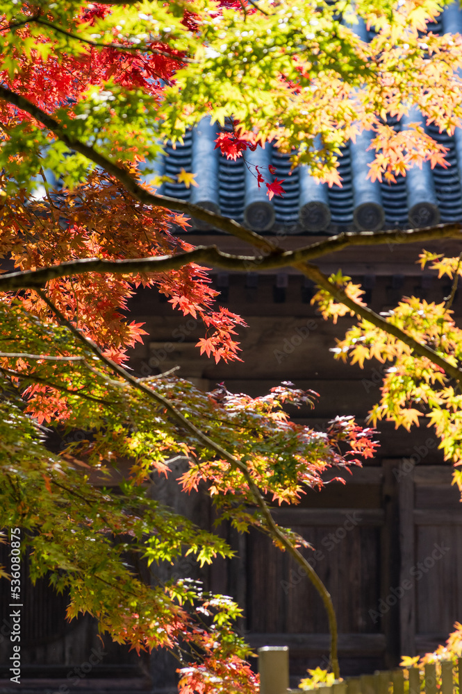 大威徳寺(大阪府岸和田市)の秋風景