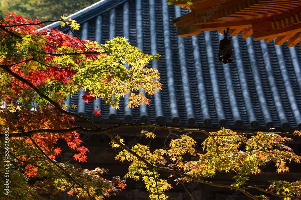 大威徳寺(大阪府岸和田市)の秋風景