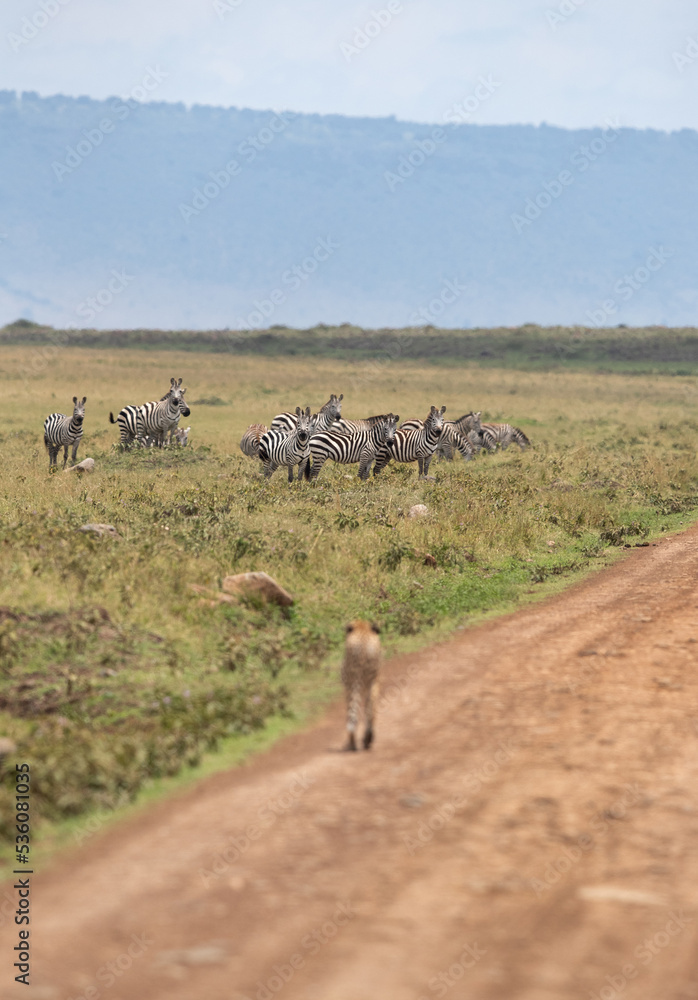 Naklejka premium Selective focus on Zebras wataching a Cheetah approaching to them at Masai Mara, Kenya