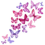Swarm tropical butterflies on an isolated white background, watercolor painting. Hand painted pink and purple butterfly