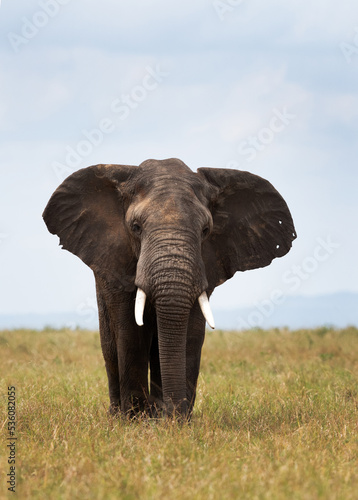 A portrait of a majestic African elephant in Savannah  Masai Mara