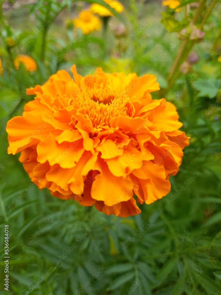 orange dahlia flower orange dahlia flower