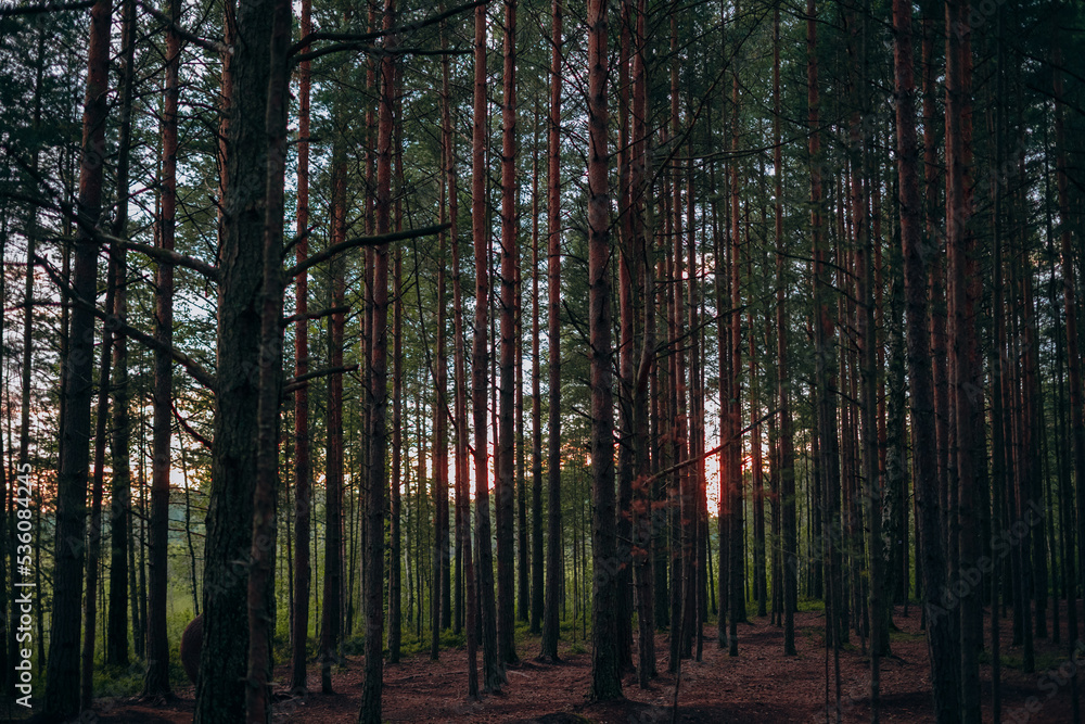 Obraz premium sunset in the woods