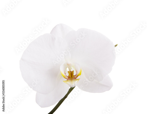 white orchid isolated on white