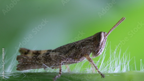 Close-up of a Common Field Grasshopper (Chorthippus brunneus) sitting on a grass stalk photo