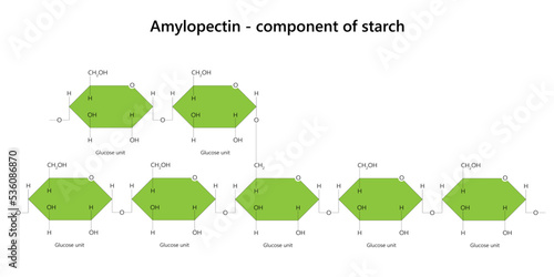 Amylopectin - polysaccharide. Component of starch. Branched polymer of α-glucose units found in plants.