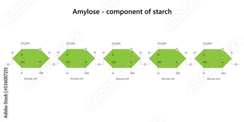 Amylose - plant polysaccharide. Component of starch.  photo