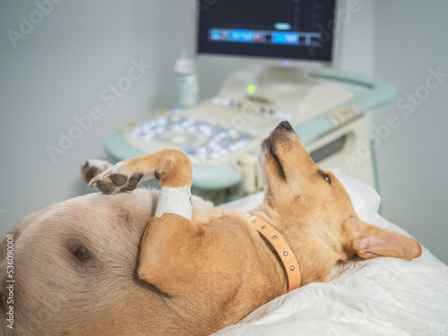 Dog having an abdominal ultrasound in veterinary