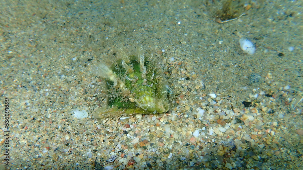 Seashell of rayed pearl oyster (Pinctada radiata) on sea bottom, Aegean Sea, Greece, Halkidiki