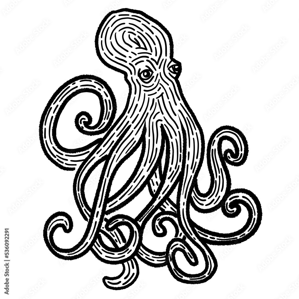design black line squid design black line squid