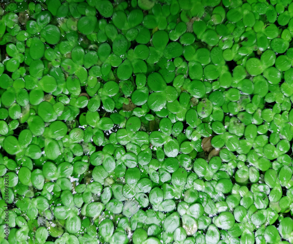 close up view of lemna minor or common duckweed close up view of lemna minor or common duckweed