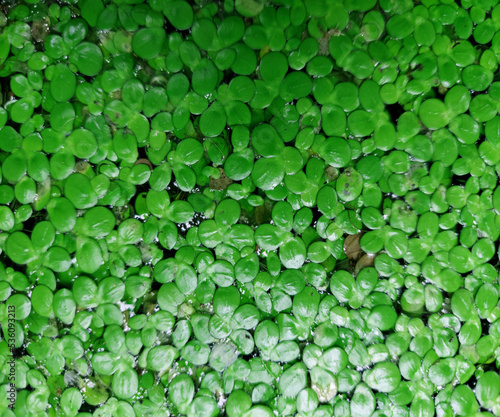 close up view of lemna minor or common duckweed