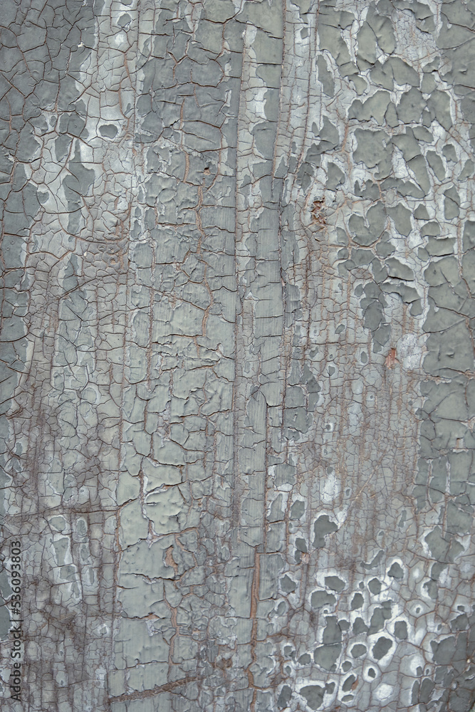 Light grey green wooden texture with crackled peeling paint. Aged wood surface, high resolution image element with copy-space.