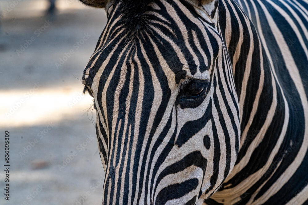 zebra close up zebra close up