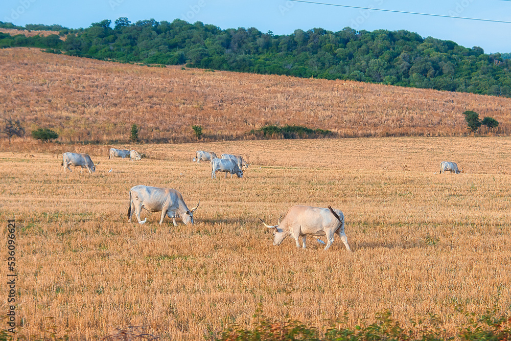 cows grazing on a pasture in italy