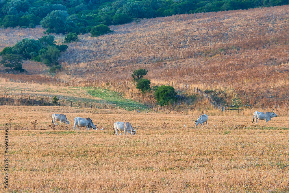 cows grazing on a pasture in italy