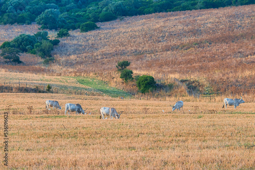 Obraz na płótnie cows grazing on a pasture in italy w salonie