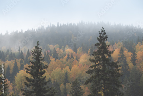 Forest area painted in autumn colors. Foggy morning