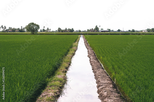 Water irrigation at the rice paddy field.