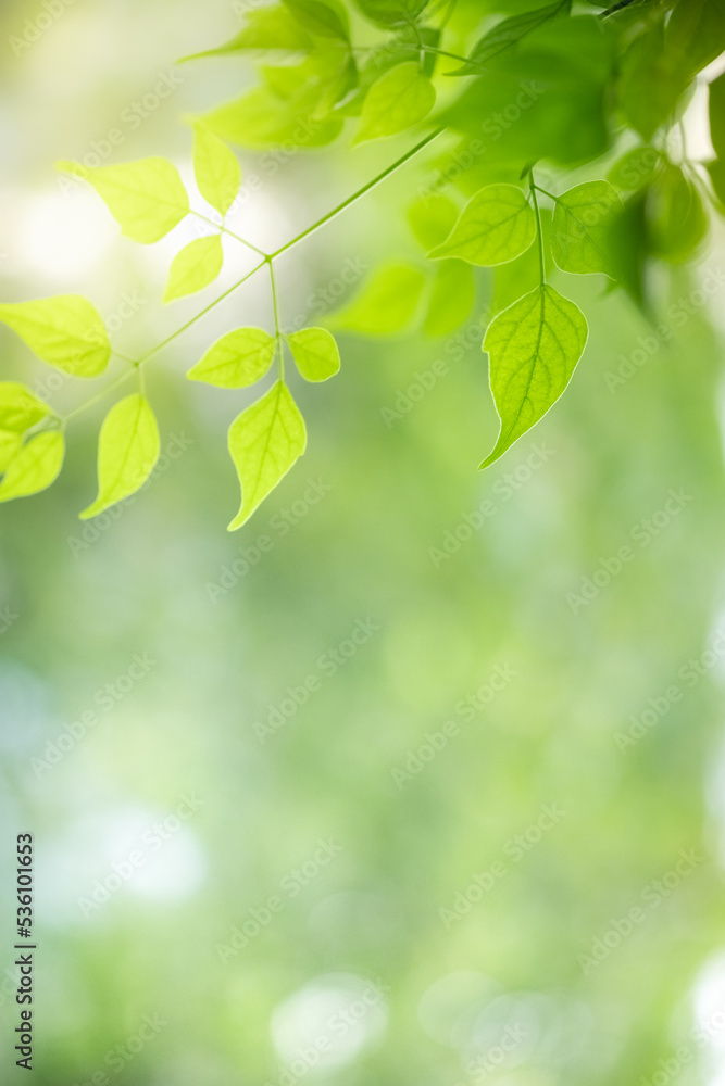 Abstract background nature view with copy space using as background natural landscape,Textures Leaves, cover page, fresh wallpaper concept. Abstract background nature view with copy space using as background natural landscape,Textures Leaves, cover page, fresh wallpaper concept.