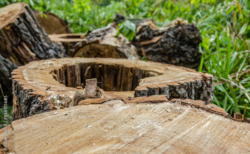Fototapeta premium An old rotten tree, sawn into pieces.