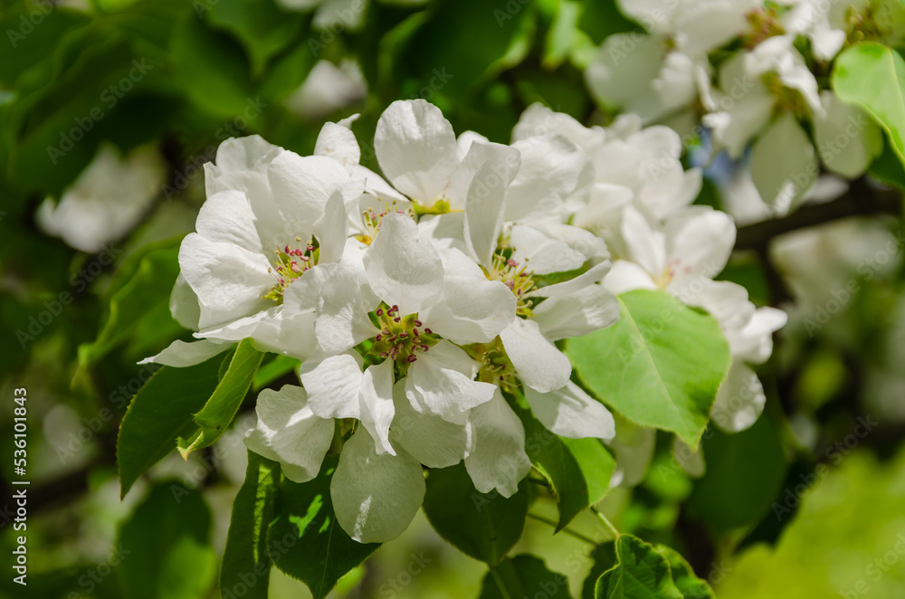 Fototapeta premium Branches of a blooming apple tree on a summer day.