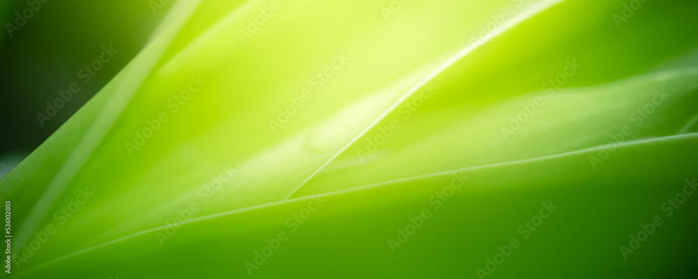 Abstract background nature view with copy space using as background natural landscape,Textures Leaves, cover page, fresh wallpaper concept. Abstract background nature view with copy space using as background natural landscape,Textures Leaves, cover page, fresh wallpaper concept.