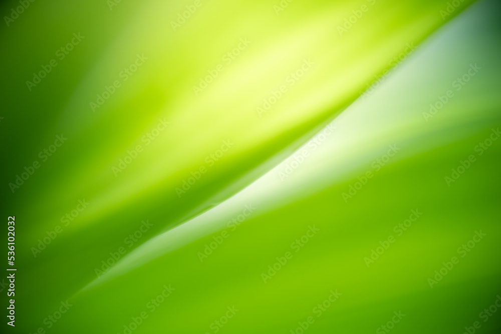 Abstract background nature view with copy space using as background