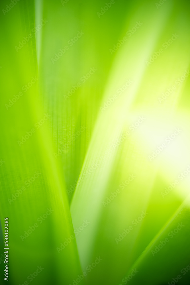 Abstract background nature view with copy space using as background natural landscape,Textures Leaves, cover page, fresh wallpaper concept. Abstract background nature view with copy space using as background natural landscape,Textures Leaves, cover page, fresh wallpaper concept.