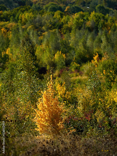 Strong autumnal sunlight spotlights a tree whose autumnal foliage stands out from the greenery of its cloud-shadowed fellows.